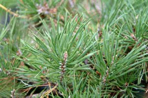 Scots Pine Needles