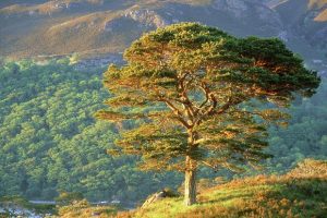 Scots Pine Pictures