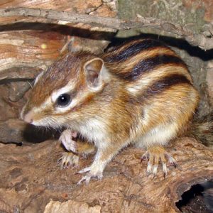 Siberian Chipmunk