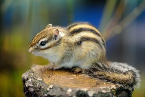 Siberian Chipmunk Images