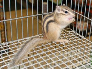 Siberian Chipmunk Pet