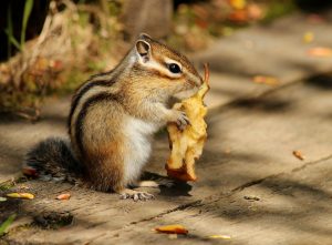 Siberian Chipmunk Pictures