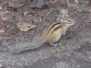 Siberian Chipmunk Tail