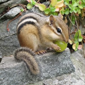 Siberian Chipmunk Teeth