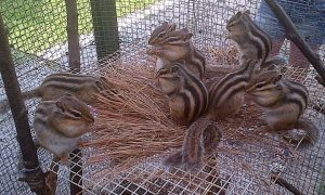 Siberian Chipmunks