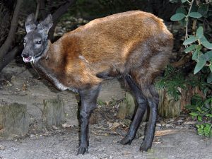Siberian Musk Deer