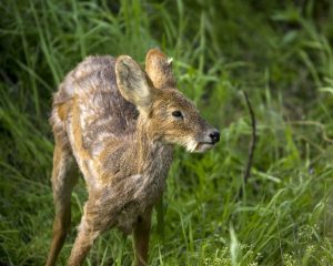 Siberian Musk Deer Baby