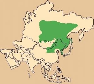 Siberian Musk Deer Range