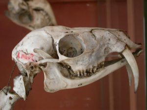 Siberian Musk Deer Skull