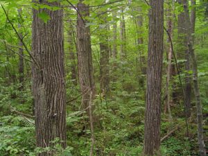 Swamp Cedar Trees