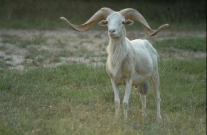 Texas Dall Sheep