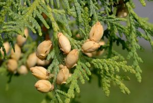 Thuja Occidentalis