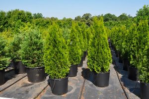 Thuja Occidentalis Emerald Green