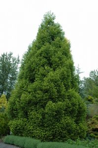 Cryptomeria Japonica