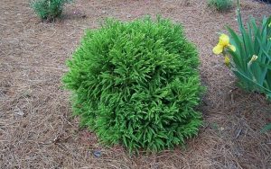 Dwarf Japanese Cedar