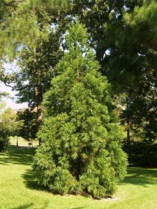 Japanese Cedar