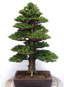 Japanese Cedar Bonsai