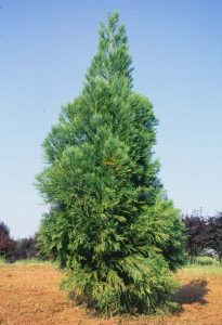 Japanese Cedar Pictures