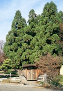 Yoshino Japanese Cedar